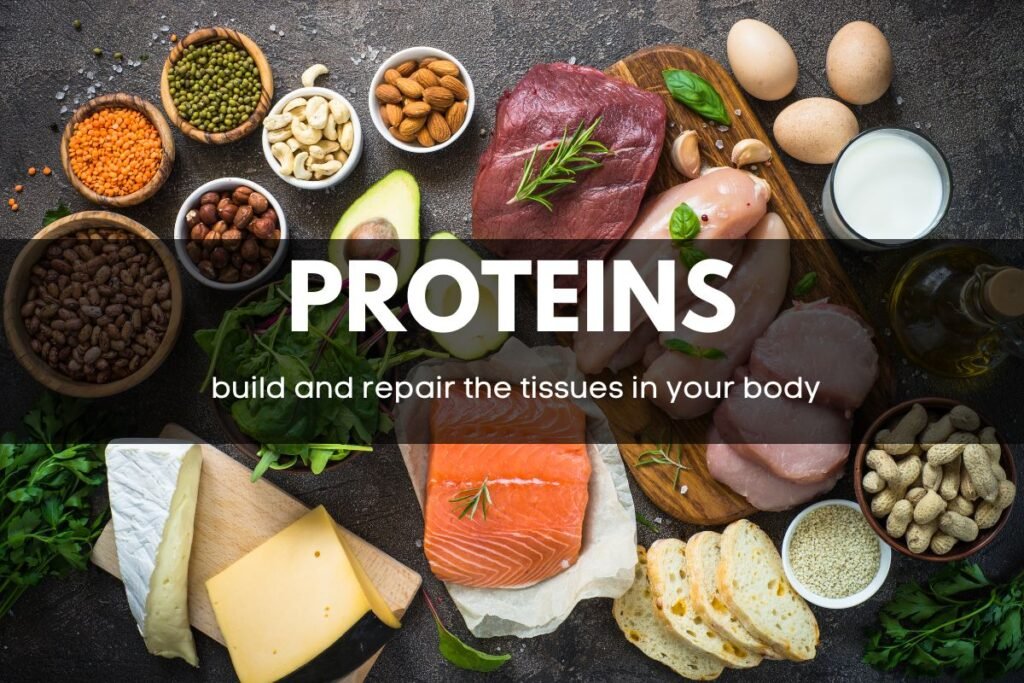 Proteins and how they build and repair tissues