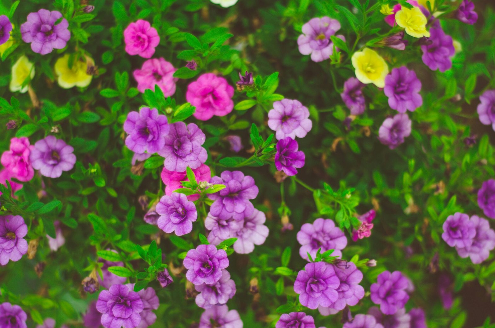 gardening Colorful petunias in vibrant purple and yellow hues creating a lively garden scene.